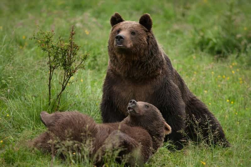 Brașov : visite du château de Bran, du sanctuaire des ours et de la citadelle de Râșnov