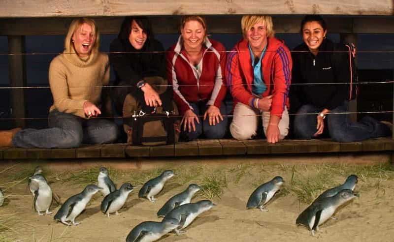 Visite de l'après-midi de la parade des pingouins de Phillip Island au départ de Melbourne