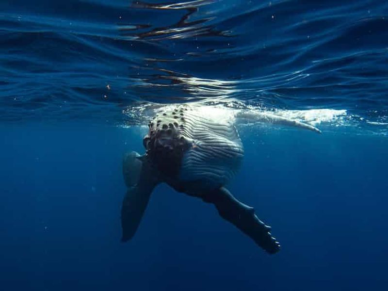Billet Île de Tahiti : Observation des baleines