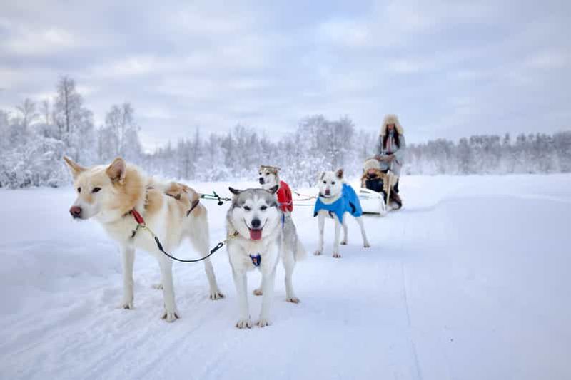 Billet Rovaniemi : Safari en chiens de traîneau dans la nature sauvage de Laponie 7,5 km