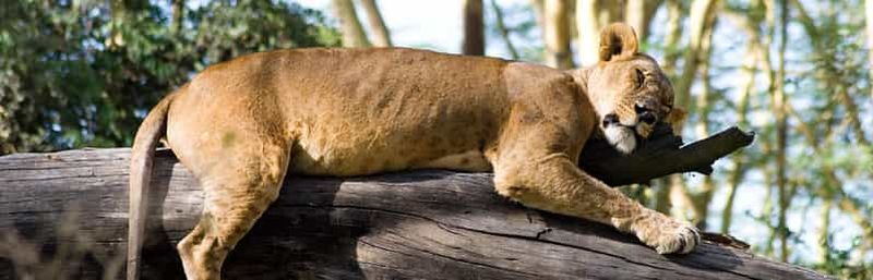 Parc national de Nairobi : safari guidé de 5 heures avec prise en charge gratuite