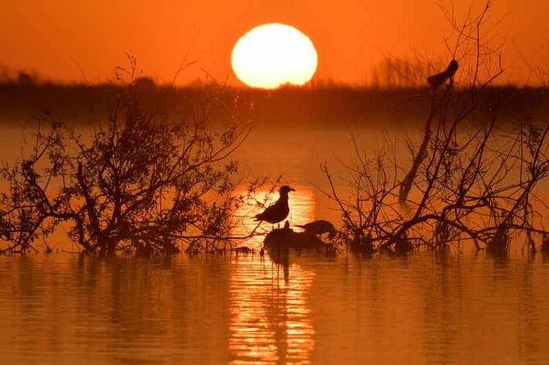 Tulcea : sortie en bateau dans le delta du Danube avec déjeuner