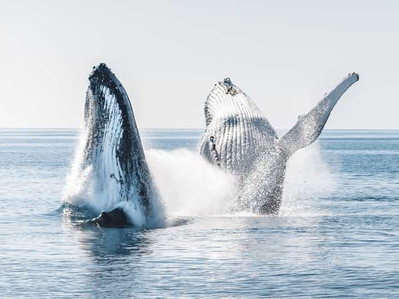 Billet Hervey Bay : safari d’observation de baleines en petit groupe Premium
