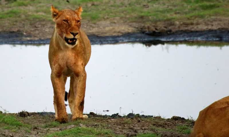 Depuis Kasane : Safari de nuit en camping dans le parc national de Chobe