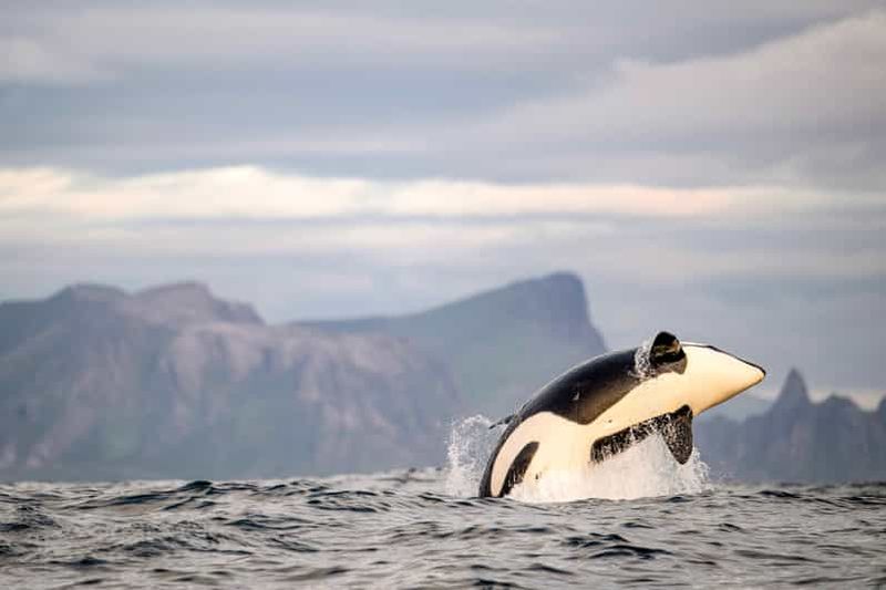 Billet Bleik : Observation des baleines en bateau à moteur avec des macareux et des muffins