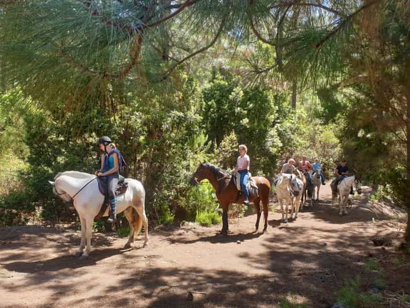 Promenade de 3 heures au galop dans la forêt d'Icod avec vue sur le volcan Teide