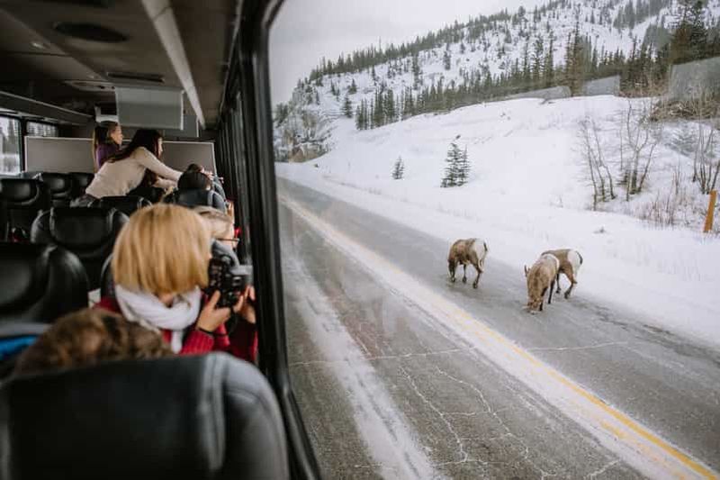 Jasper : Visite en bus de la faune hivernale dans le parc national Jasper