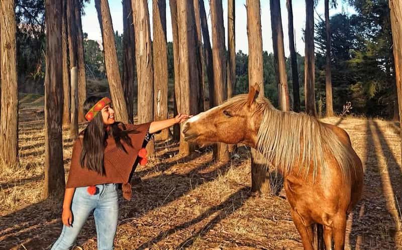 Randonnée à cheval à travers Sacsayhuaman, Qenqo et la forêt d'eucalyptus.