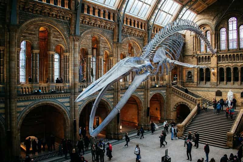 Londres : visite express du musée d'Histoire naturelle et application audio