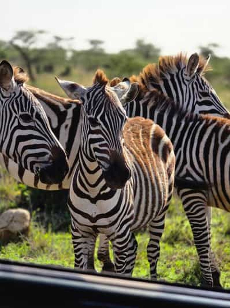 Parc national de Nairobi : safari d'une demi-journée – Excursion en groupe