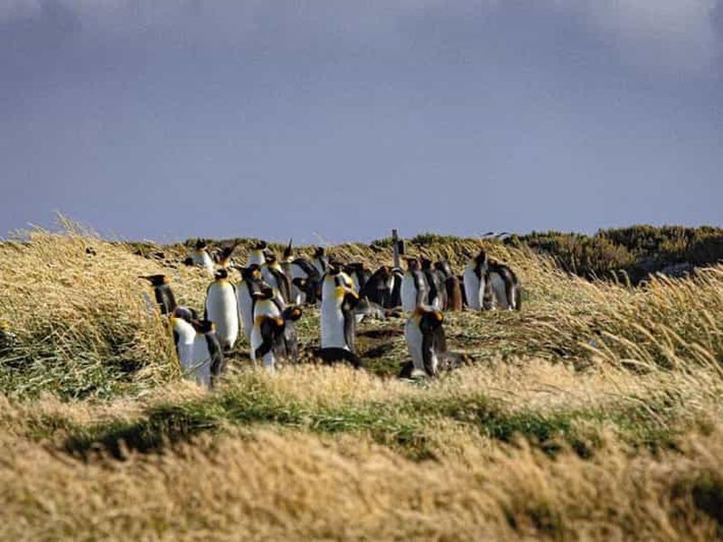 Billet Punta Arenas : Journée entière en Terre de Feu et manchots royaux