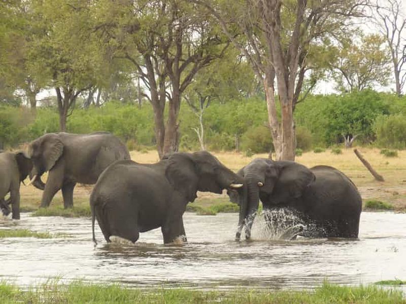 Delta de l'Okavango : Circuit avec safaris et excursions en mokoro