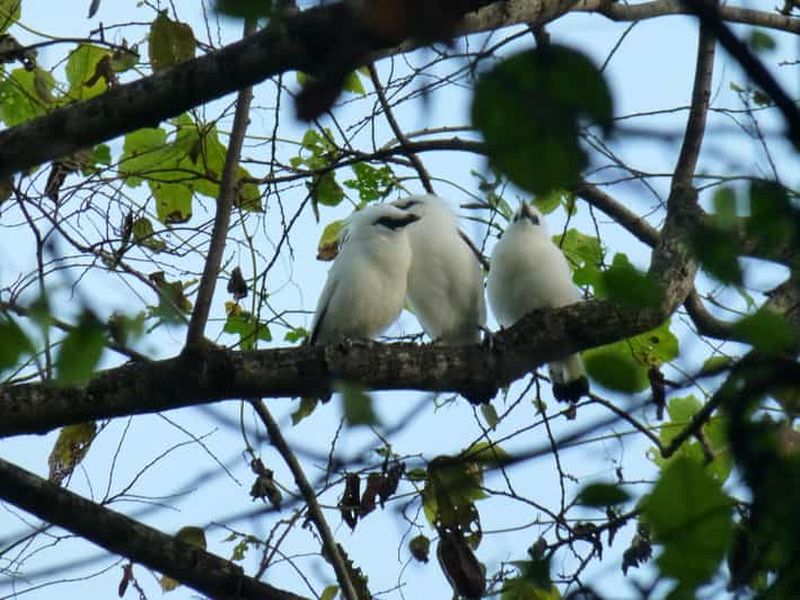 Bali : excursion ornithologique dans le parc national de Bali occidental