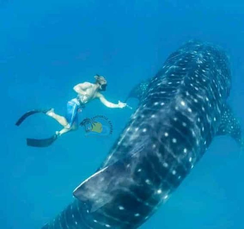 Billet Depuis Zanzibar : nage avec les requins-baleines à l'île de Mafia en avion