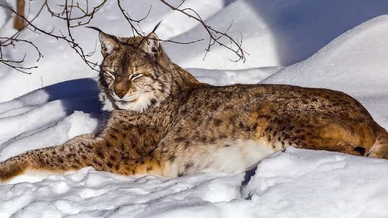 Billet Rovaniemi : visite guidée du parc zoologique de Ranua avec photos professionnelles