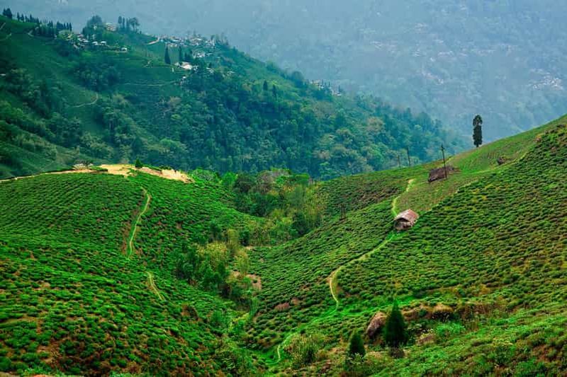 Billet Darjeeling : 6 jours de visite de plantations de thé avec transferts et séjour
