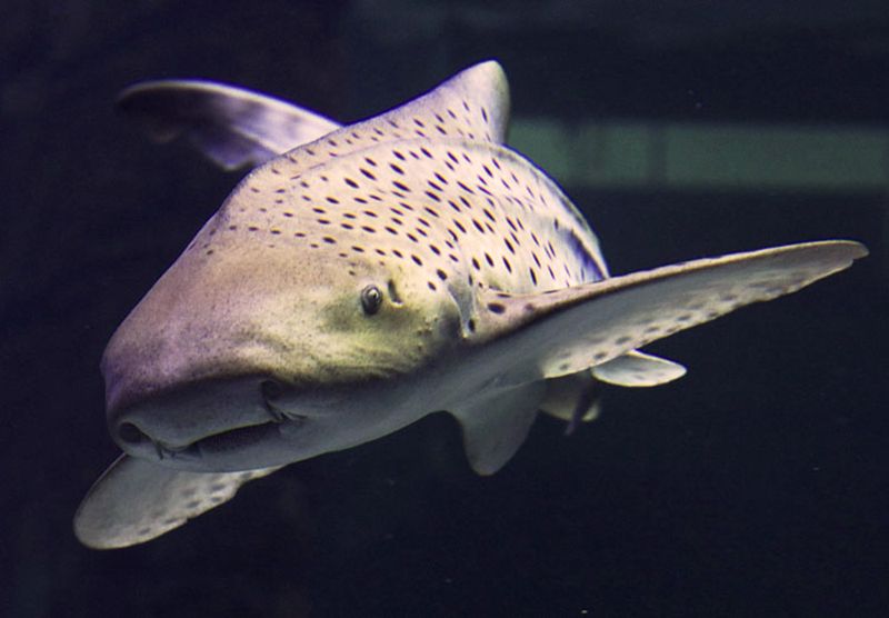 Seaquarium du Grau-du-Roi