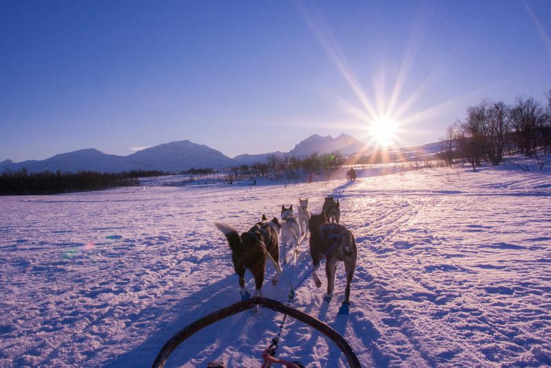 Balade en chiens de traîneau en Andorre
