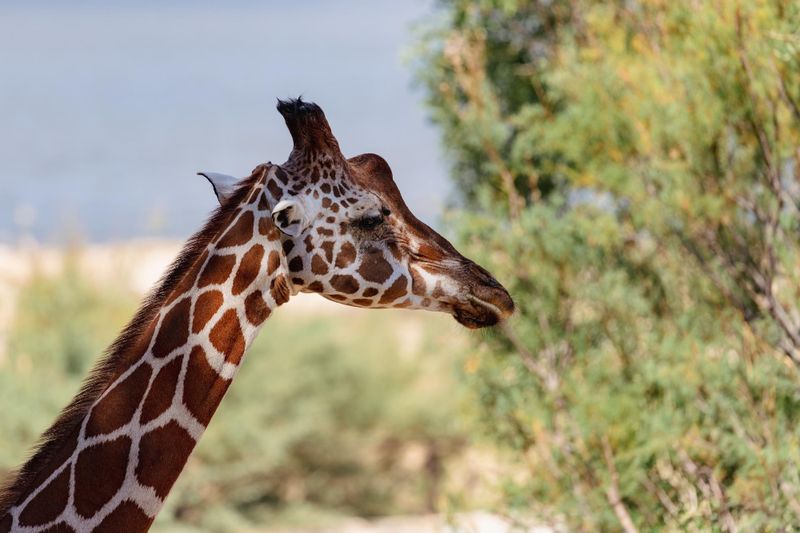 Réserve Africaine de Sigean
