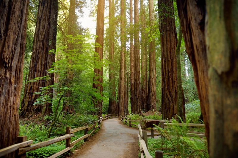 Muir Woods