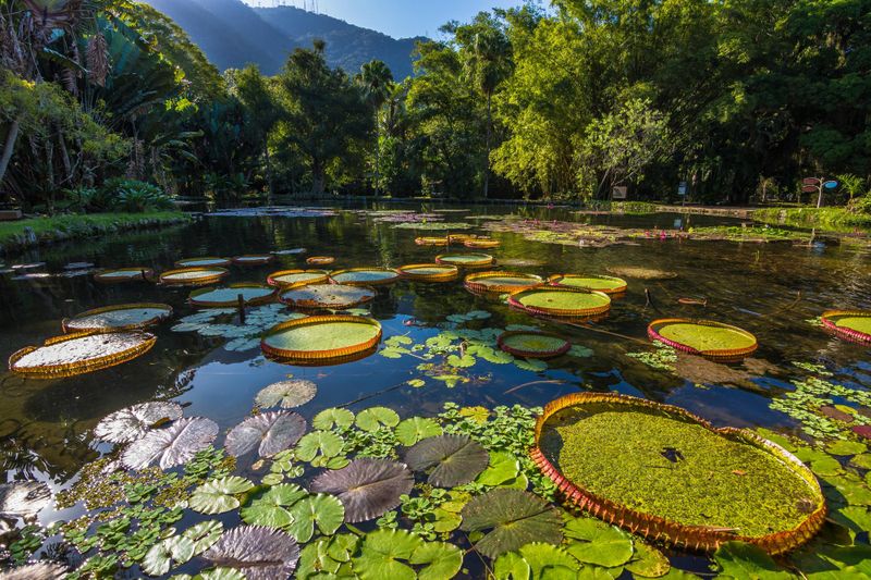 Jardin botanique de Rio de Janeiro