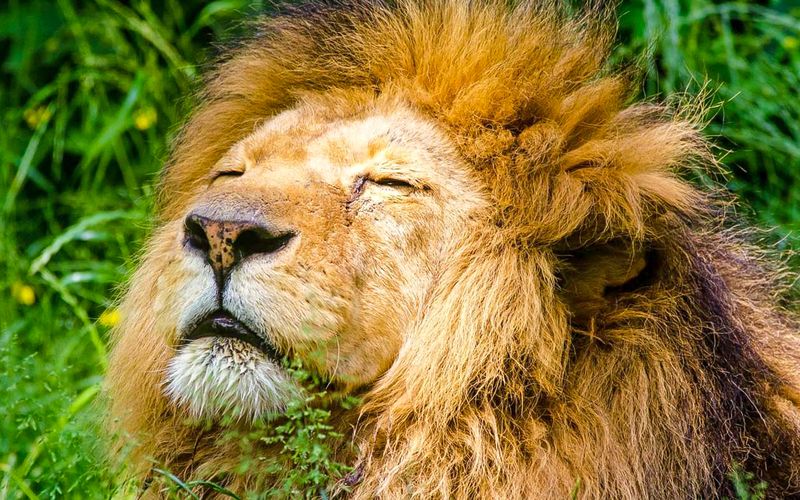 Billets d'entrée au zoo de Cracovie avec navettes de/vers l'hôtel