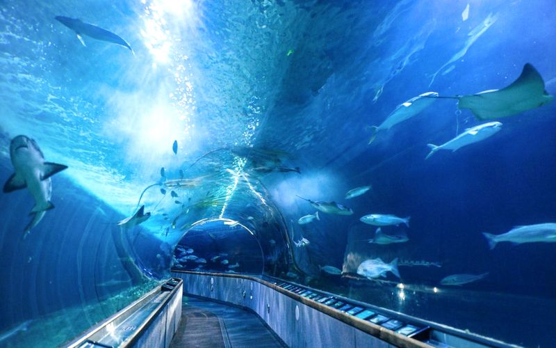 Billets pour l'Aquarium of the Bay