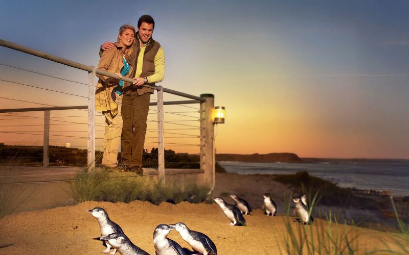 À partir de Melbourne : Parade des pingouins Phillip Island visite guidée l'après-midi