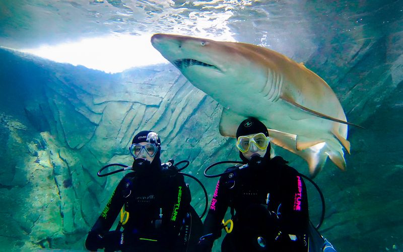 Billets pour Shark Dive Xtreme à l'aquarium SEA LIFE Sydney