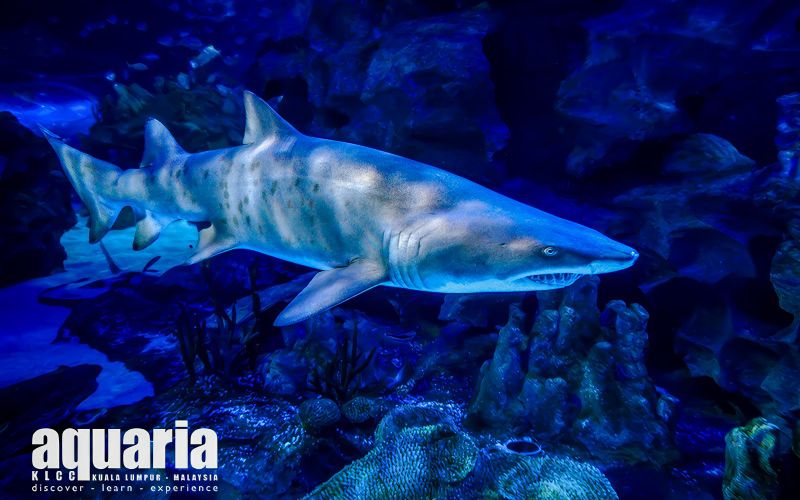 Combo : Billets pour Aquaria KLCC et le parc à thème Berjaya Times Square