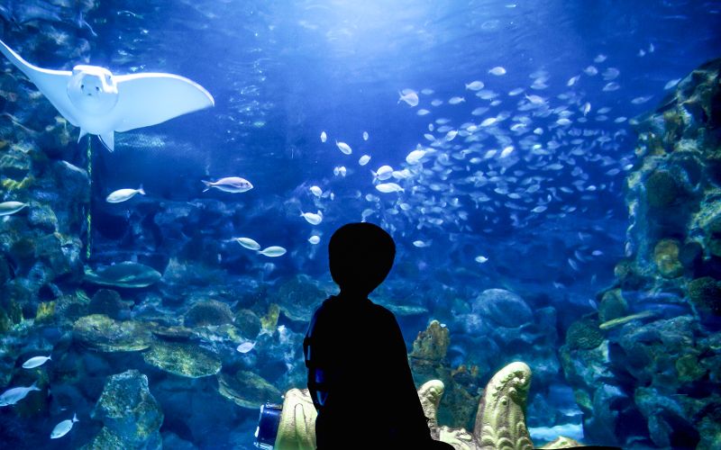 Billets pour l'Aquarium d'Istanbul avec transferts en bus depuis Taksim et Sultanahmet