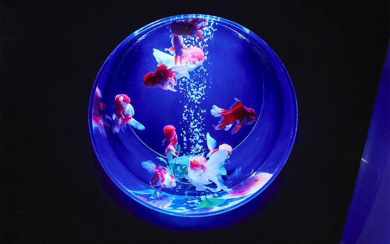 Billets pour le musée Art Aquarium de Ginza