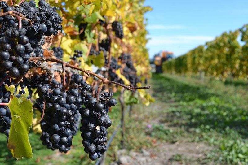 Billet Visite des vignobles de la vallée de Waipara au départ de Christchurch