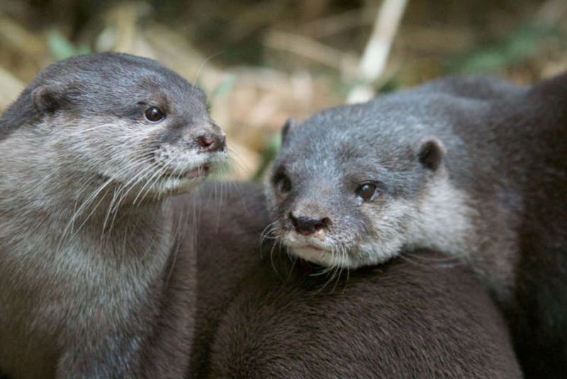 Billets pour le zoo de Melbourne