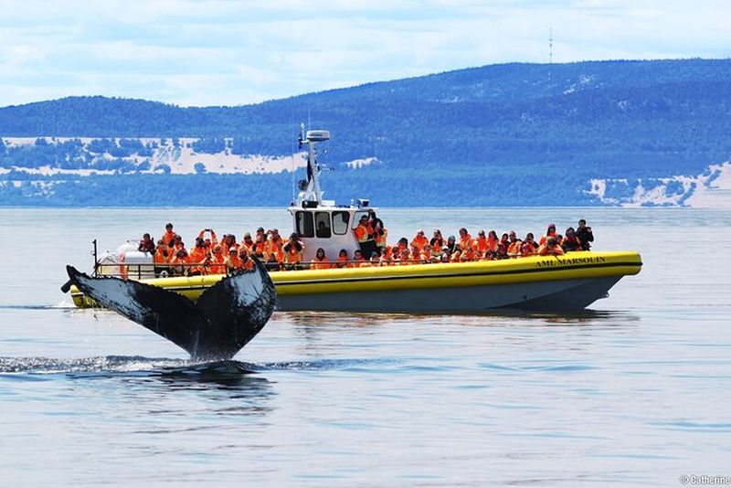 Billet Excursion en bateau pour l'observation des baleines à Tadoussac