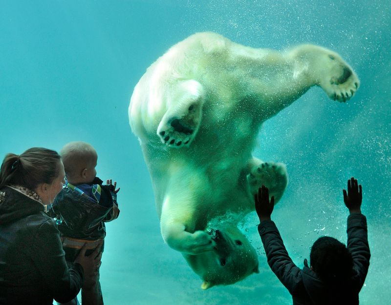 Billets pour le zoo de Rotterdam