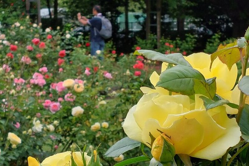Billet Visite guidée de Christchurch