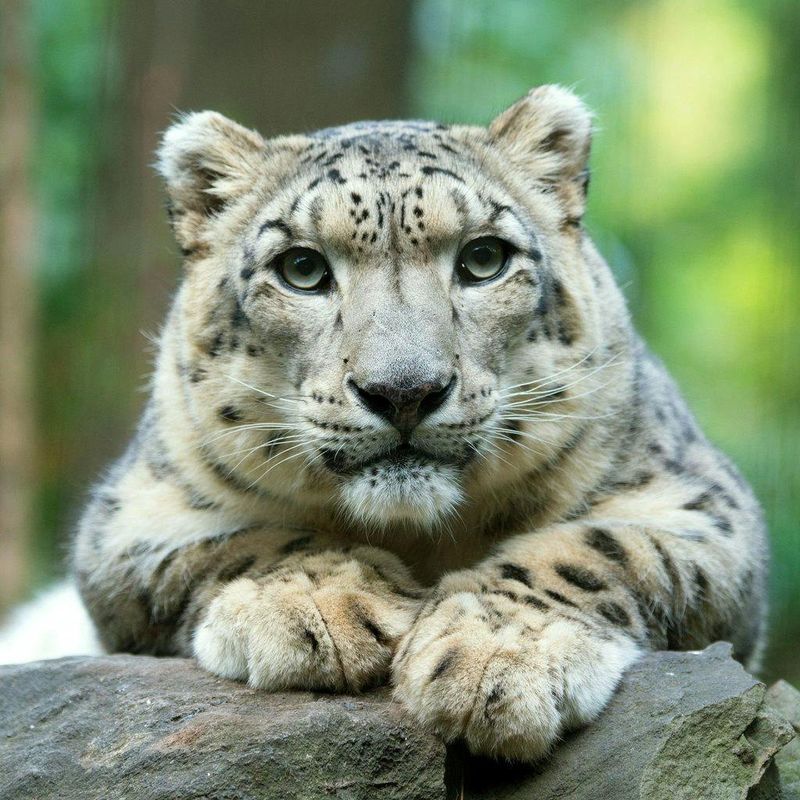 Billets pour le zoo de Central Park