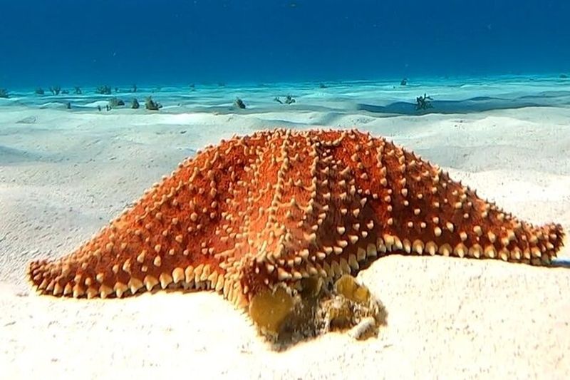 Billet Excursion de snorkeling dans le sanctuaire des tortues de Cozumel