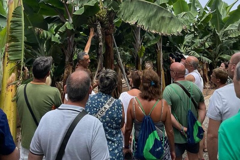 Visite guidée du Musée de la Banane à Gran Canaria