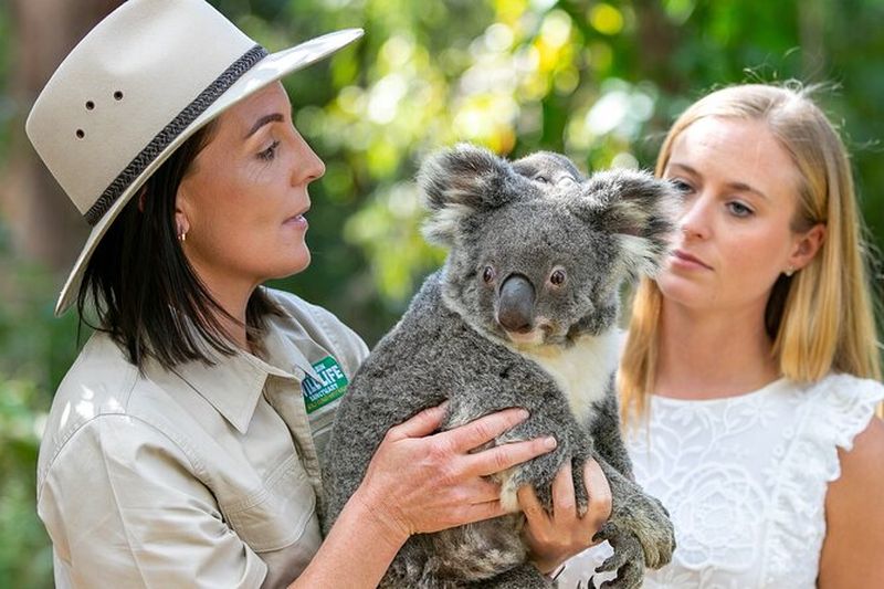 Billets pour le Currumbin Wildlife Sanctuary à Gold Coast