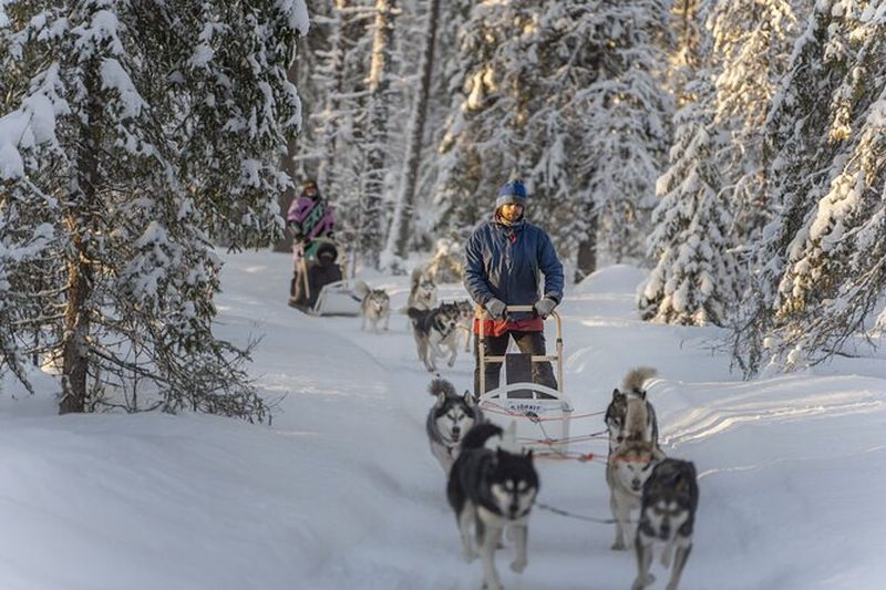 Billet Balade en traîneau à chiens husky à Rovaniemi