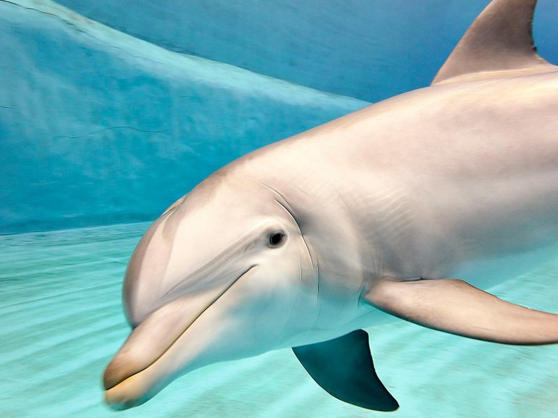 Billets pour l'Oceanogràfic et le Musée des Sciences de Valence