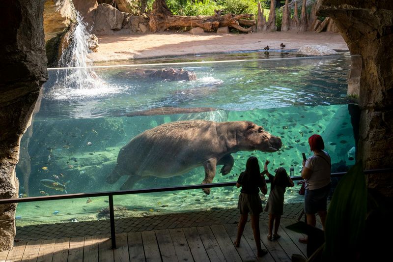 Billets pour le Bioparc Valencia