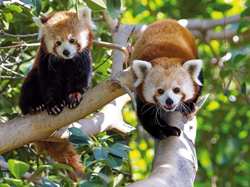 Billets pour le Loro Parque avec transferts depuis le sud de Tenerife