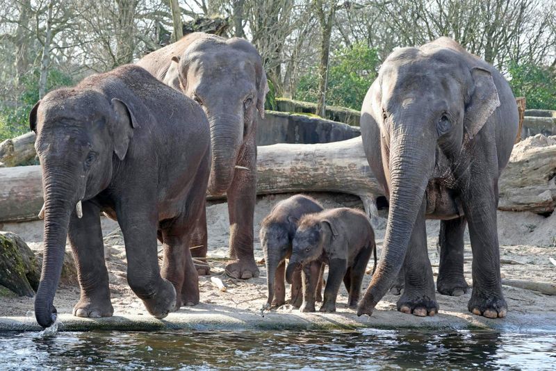 ARTIS billet d'entrée au zoo royal d'Amsterdam