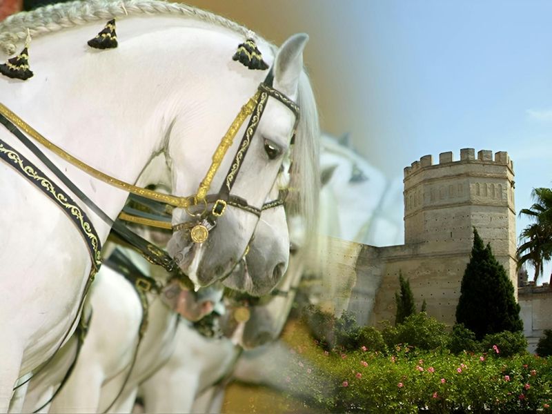 Visite guidée de Jerez avec l'École royale andalouse d'art équestre