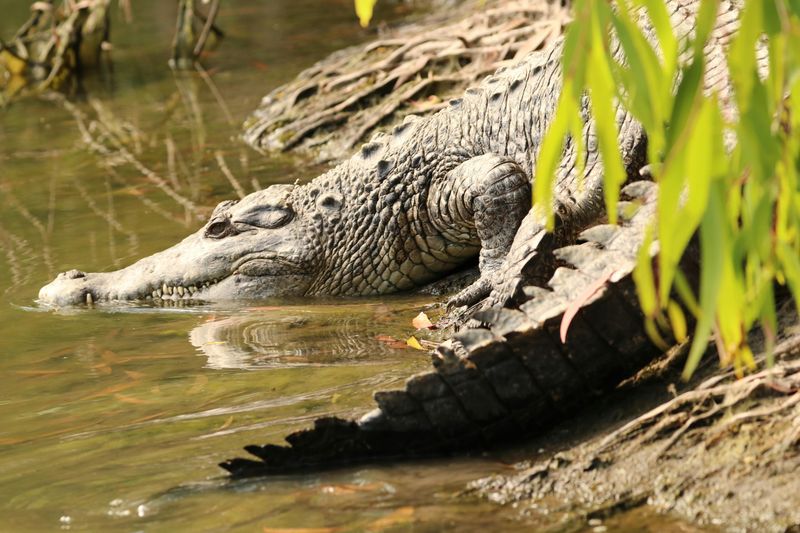 Billet d'entrée au parc Hartley's Crocodile Adventures