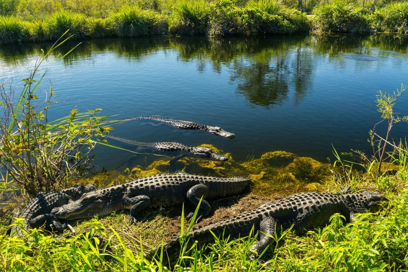 Promenade dans la nature et promenade en hydroglisseur dans le parc national des Everglades