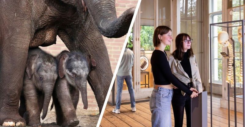 Billet d'entrée ARTIS pour le zoo royal d'Amsterdam et le musée ARTIS-Groote